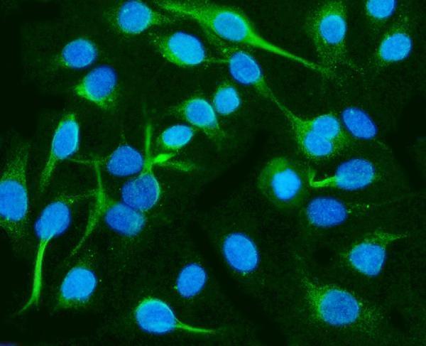  IF analysis of CRMP2/DPYSL2 using anti-CRMP2/DPYSL2 antibody (A02860-4)