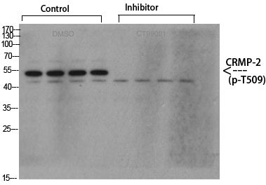 a02860t509 dpysl2 primary antibodies wb testing 2