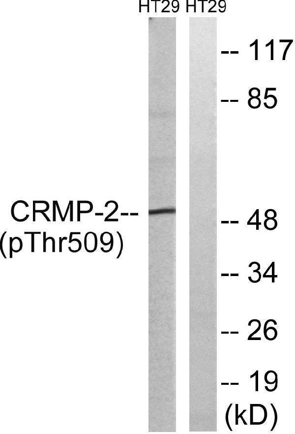 a02860t509 dpysl2 primary antibodies wb testing 4