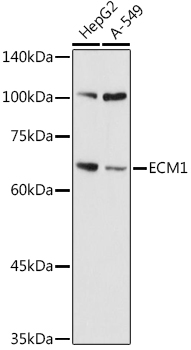 Western blot analysis of extracts of various cell lines, using ECM1  antibody  at 1:1000 dilution