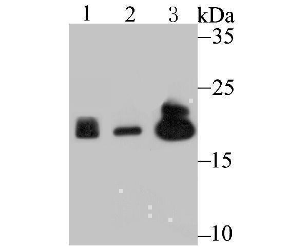 Western blot analysis of Proteasome 20S LMP2 on different lysates using anti-Proteasome 20S LMP2 antibody at 1/500 dilution