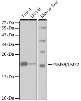 a02867 psmb9 primary antiboties wb testing 1