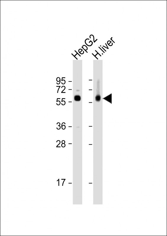 All lanes : Anti-CES2 Antibody (Center) at 1:2000 dilutionLane 1: HepG2 whole cell lysatesLane 2: human liver lysatesLysates/proteins at 20 µg per lane