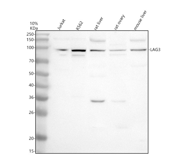 a02869 1 lag3 primary antibodies wb testing 1