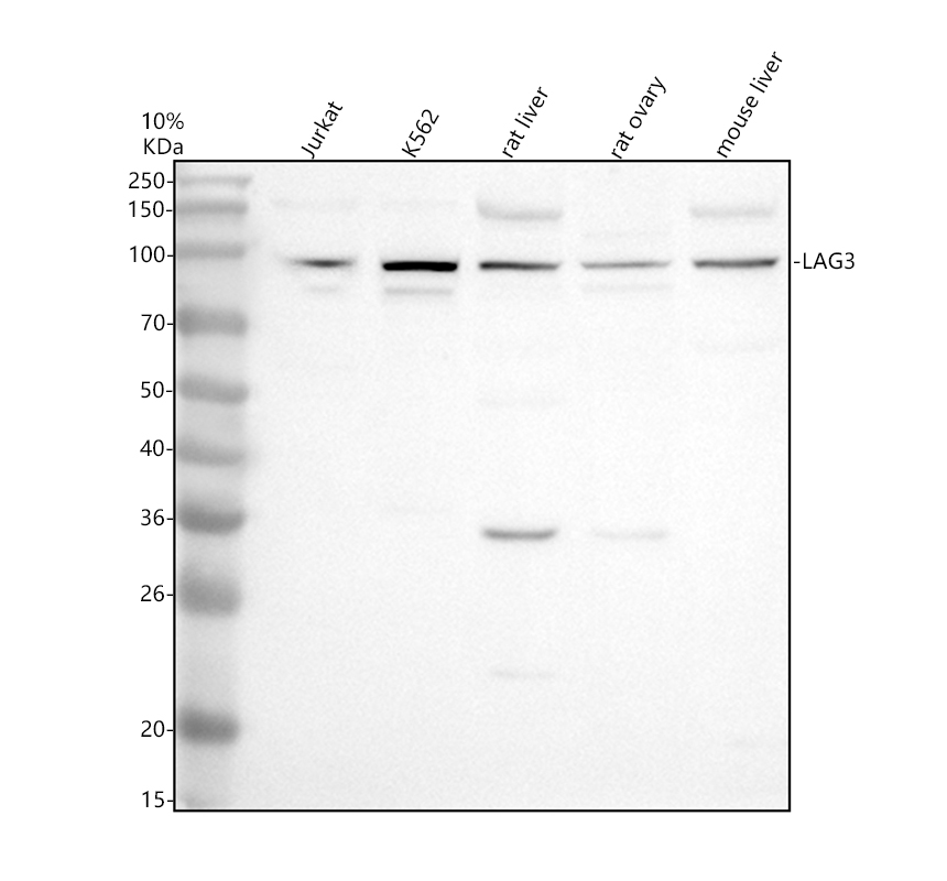 a02869 1 lag3 primary antibodies wb testing 1_1