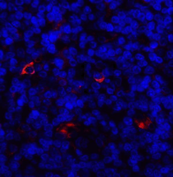 Immunofluorescence of LAG3 in human tonsil tissue with LAG3 antibody at 20 μg/ml