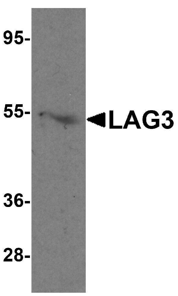 Western blot analysis of LAG3 in mouse liver tissue lysate with LAG3 antibody at 1 μg/mL