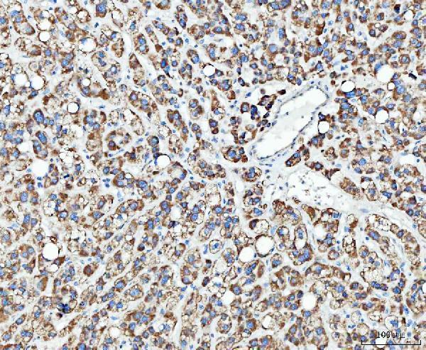 a02870 3 tfg primary antibodies ihc testing 4