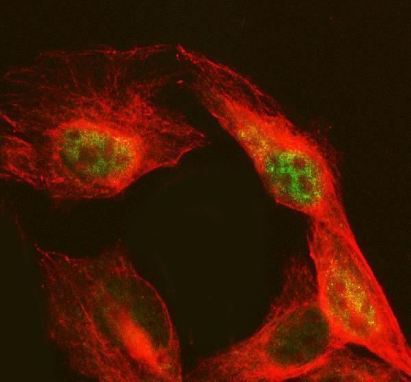 a02873 3 nab2 primary antibodies if testing 2