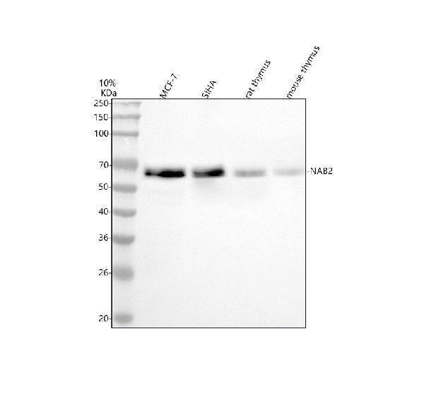 a02873 3 nab2 primary antibodies wb testing 1