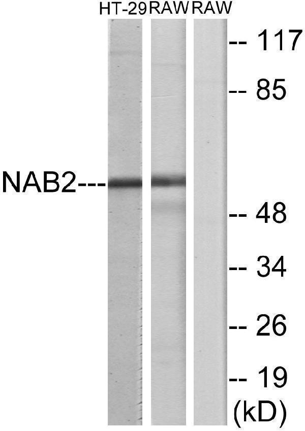 a02873 nab2 primary antibodies wb testing 2