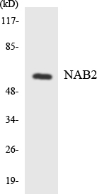 a02873 nab2 primary antibodies wb testing 3