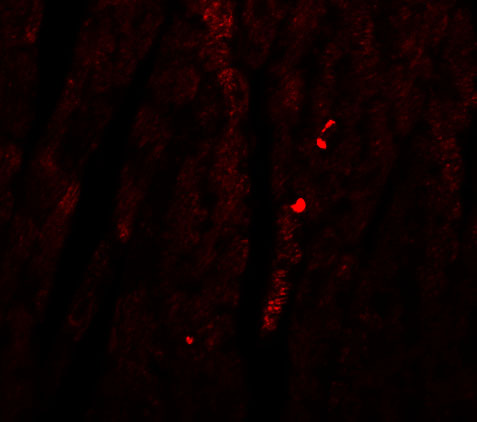 Immunofluorescence of ATG13 in Mouse Heart tissue with ATG13 antibody at 20 μg/mL