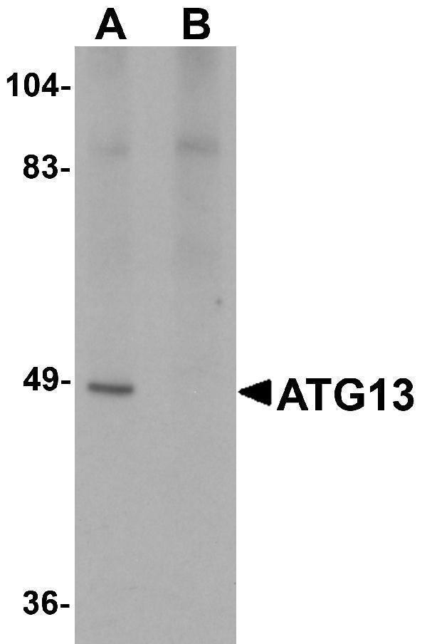 Western blot analysis of ATG13 in rat heart tissue lysate with ATG13 antibody at 1 μg/mL in (A) the absence and (B) the presence of blocking peptide