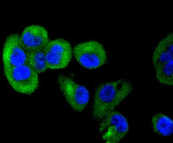 ICC staining TACC3 in PANC-1 cells (green)