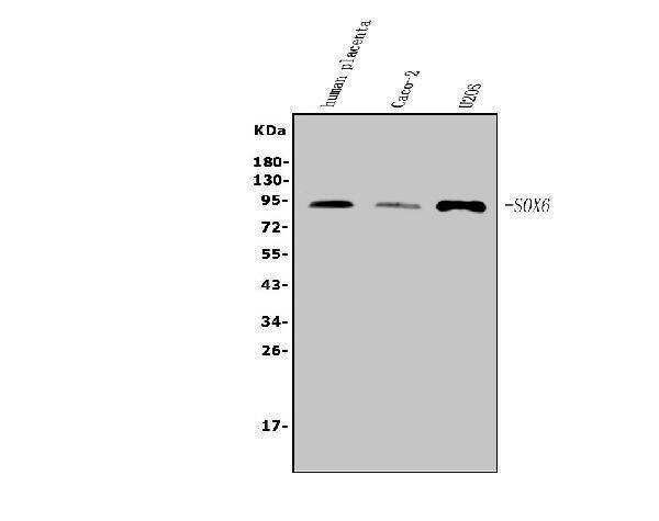 a02877 2 sox6 primary antibodies wb testing 1