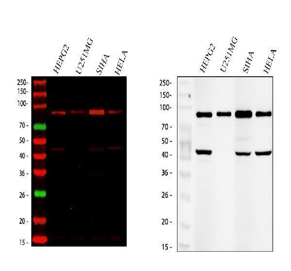 a02877 2 sox6 primary antibodies wb testing 2
