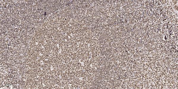 Immunohistochemical analysis of paraffin-embedded human tonsil