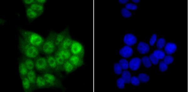 ICC staining PRPF8 in 293T cells (green)