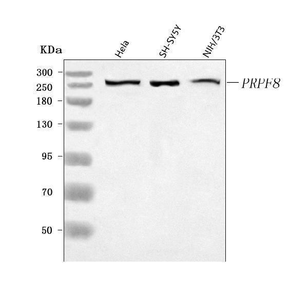  Western blot analysis of PRPF8 using anti-PRPF8 antibody (A02878-2)