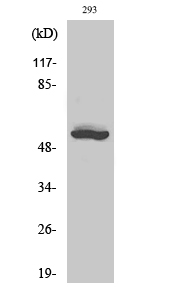 a02882 2 acvr1b primary antibodies wb testing 2