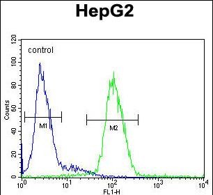 CP Antibody (N-term) flow cytometric analysis of HepG2 cells (right histogram) compared to a negative control cell (left histogram)