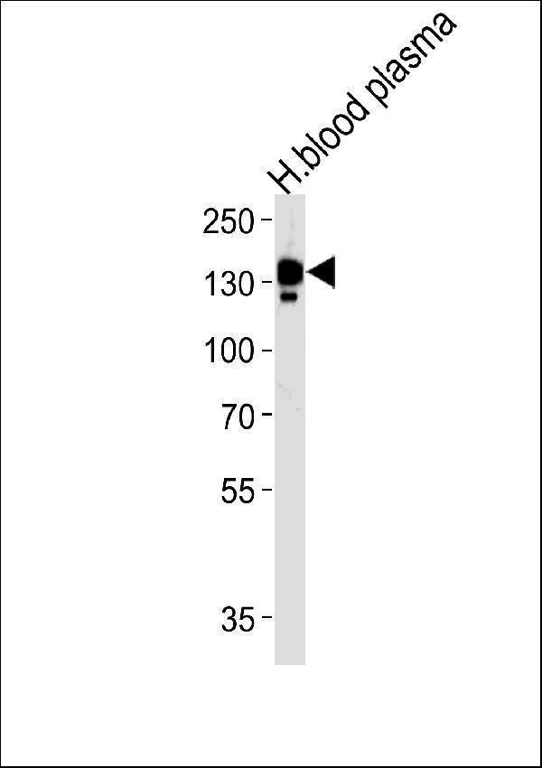 CP Antibody (N-term) western blot analysis in human blood plasma tissue lysates (35ug/lane)