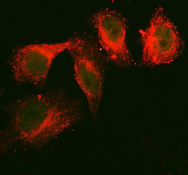 a02884 1 gk primary antibodies if testing 1