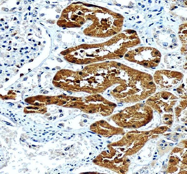 a02884 1 gk primary antibodies ihc testing 1