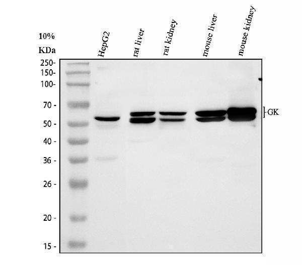 a02884 1 gk primary antibodies wb testing 1