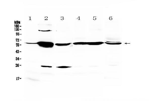 a02884 1 glycerol_kinase primary antibodies wb testing 1