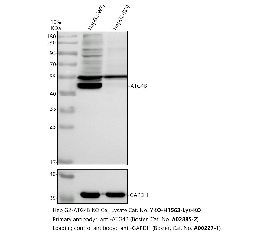 a02885 2 atg4b primary antibodies wb testing 2