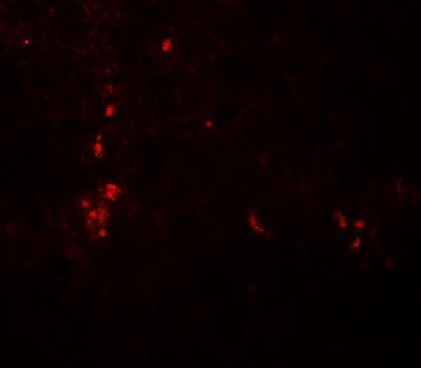 Immunofluorescence of ATG4B in human spleen tissue with ATG4B antibody at 20 μg/ml