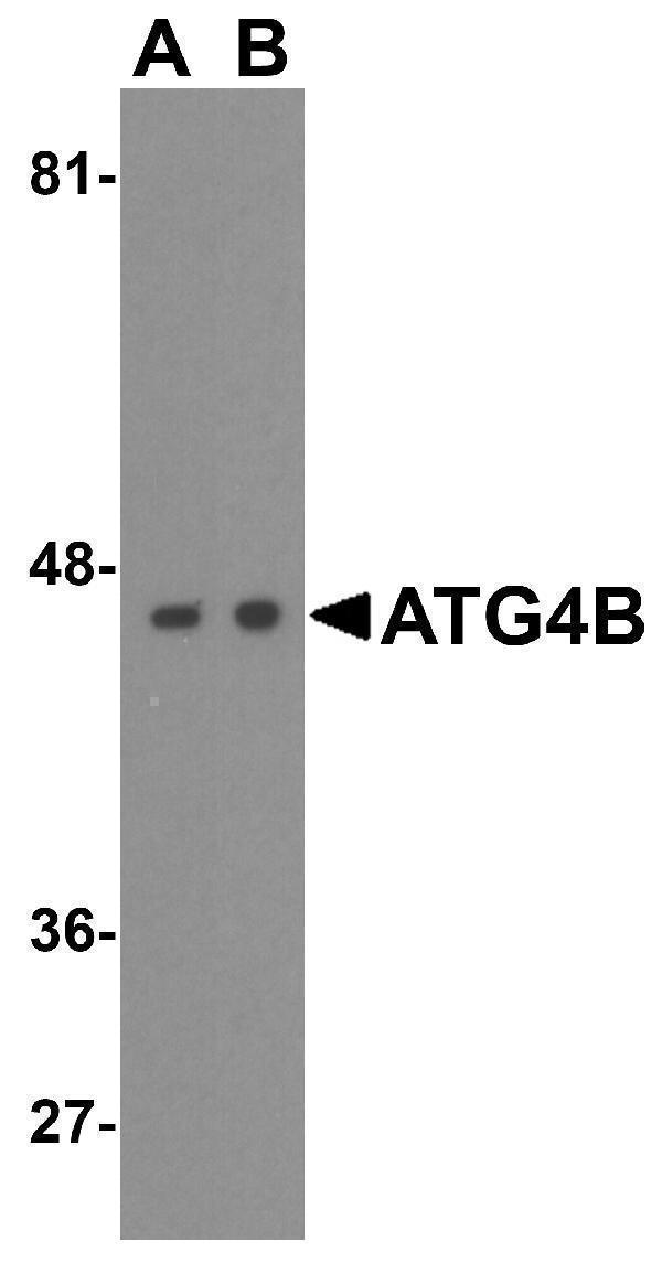 Western blot analysis of ATG4B in (A) Ramos and (B) Jurkat cell lysate with ATG4B antibody at 1 μg/mL