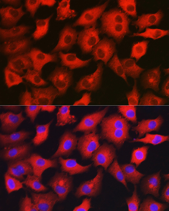 Immunofluorescence analysis of A549 cells using GAMT Rabbit pAb  at dilution of 1:200 
