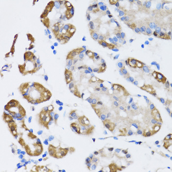 a02890 naa10 primary antiboties ihc testing 4