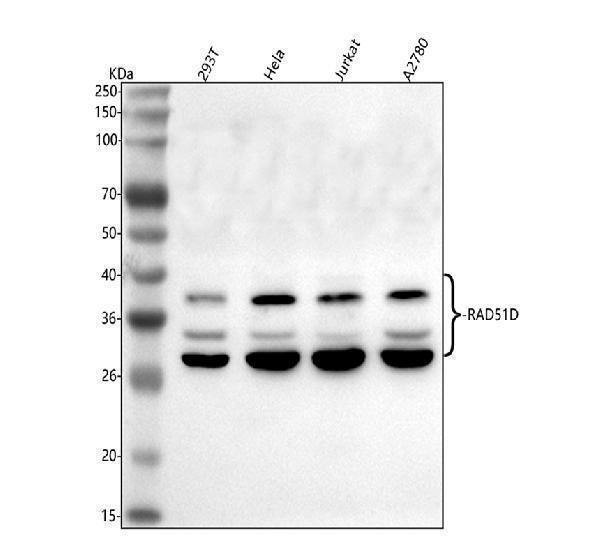  Western blot analysis of RAD51D using anti-RAD51D antibody (A02893-3)