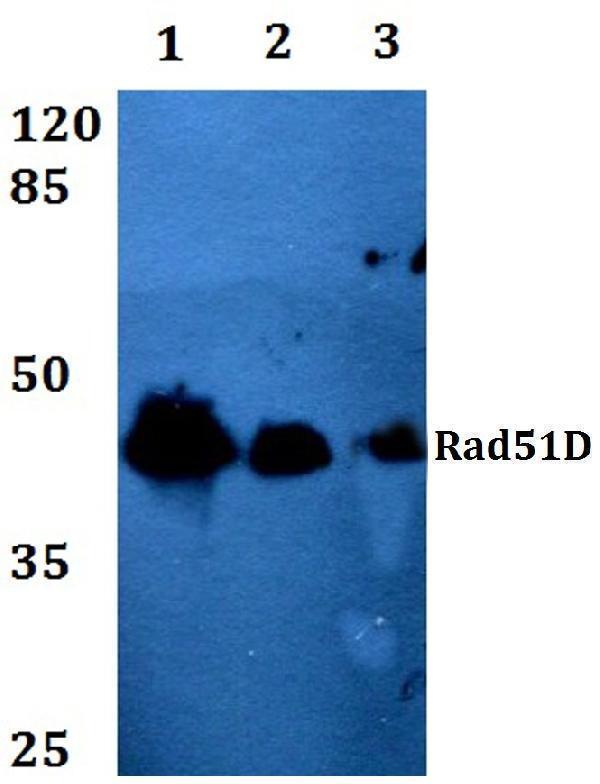a02893 rad51d primary antiboties wb testing 1