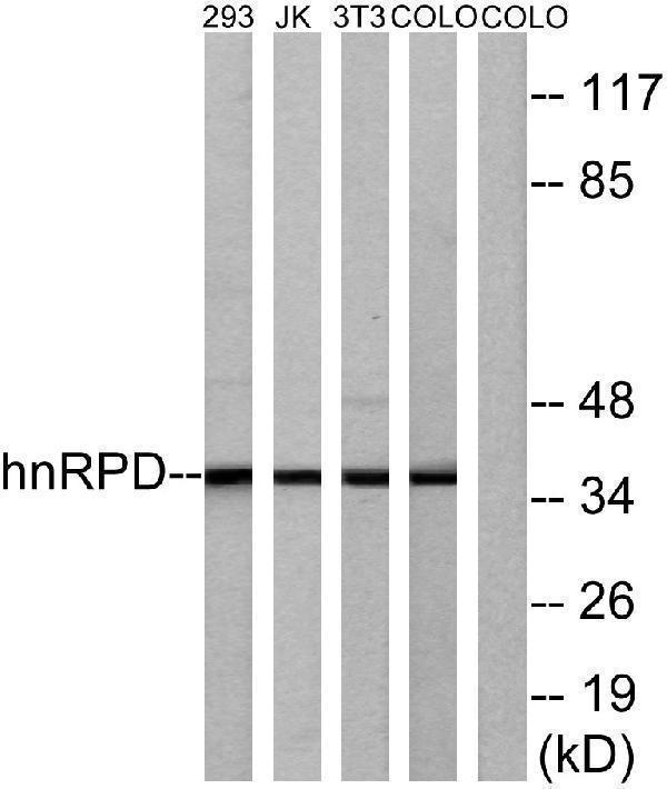 Western blot analysis of lysates from 293, Jurkat, 3T3, and COLO205 cells, using hnRPD Antibody