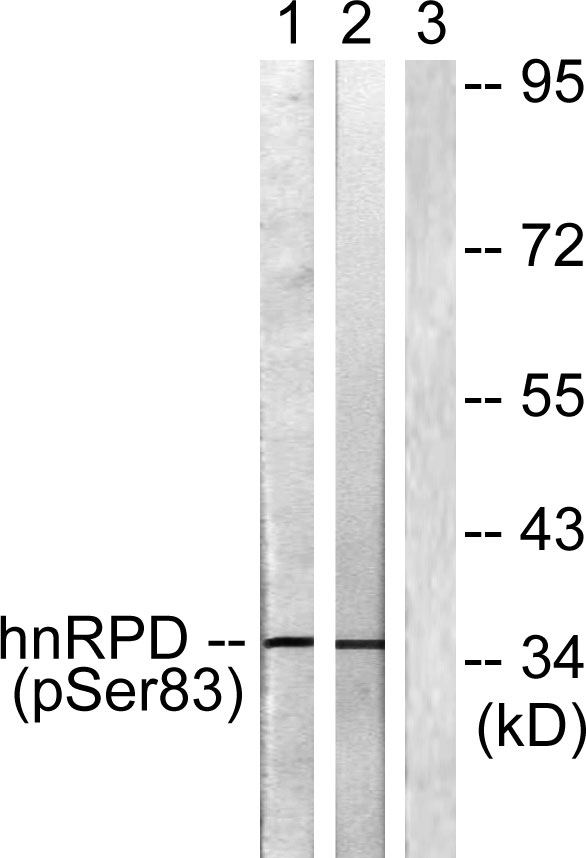 a02895s83 hnrnpd primary antibodies wb testing 2