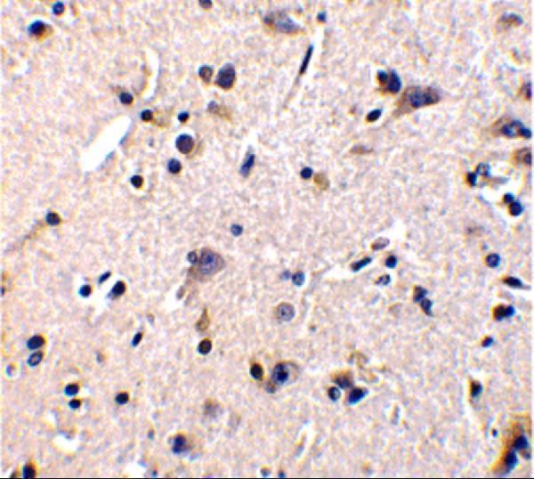 a02897 gfra1 primary antibodies ihc testing 4