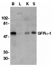 Western blot analysis of GFR alpha 1 in crude membrane fractions of human brain (B), liver (L), kidney (K), and spleen (S), respectively, with GFR alpha 1 antibody at 1 μg/mL