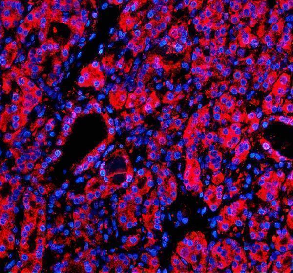 a02898 2 msi2 primary antibodies if testing 1