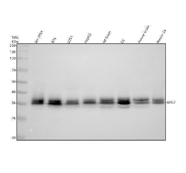 Western blot analysis of MSI2 using anti-MSI2 antibody (A02898-2)
