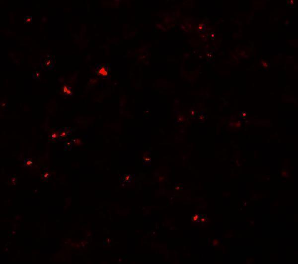 Immunofluorescence of MSI2 in EL4 cells with MSI2 antibody at 20 μg/mL