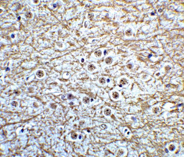 a02898 msi2 primary antibodies ihc testing 4