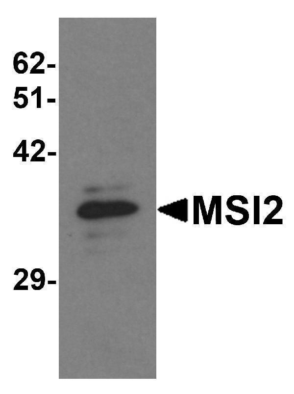 Western blot analysis of MSI2 in EL4 cell lysate with MSI2 antibody at 1 μg/mL