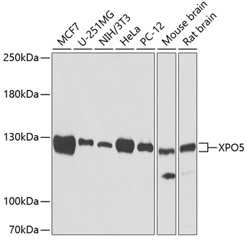 a02900 1 xpo5 primary antiboties wb testing 1