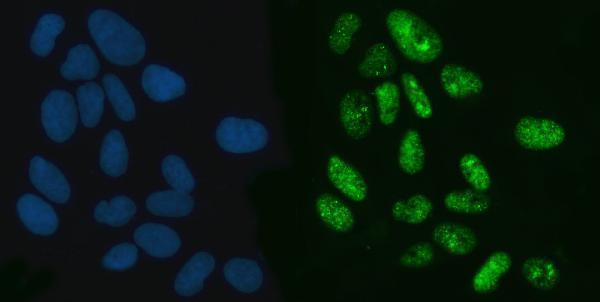  IF analysis of Exportin-5/XPO5 using anti-Exportin-5/XPO5 antibody (A02900-3)