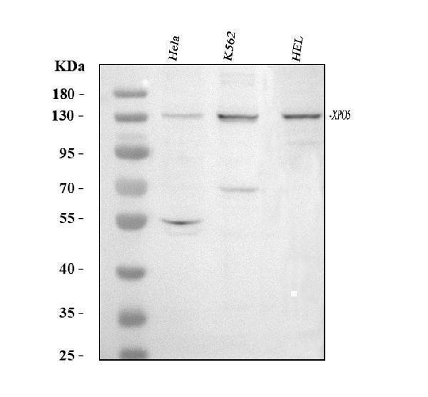 a02900 xpo5 primary antibodies wb testing 1